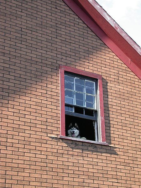 My research assistant, Kodi, inspecting Pennington Station on August 7, 2003.